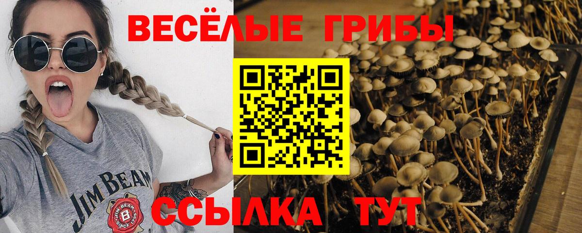 Псилоцибиновые грибы прущие грибы Берёзовский